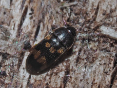Litargus connexus