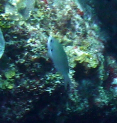 Azurina multilineata