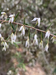 Styphelia setigera