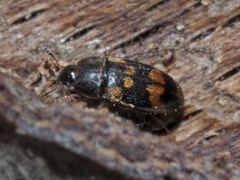 Litargus connexus