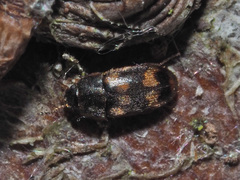 Litargus connexus