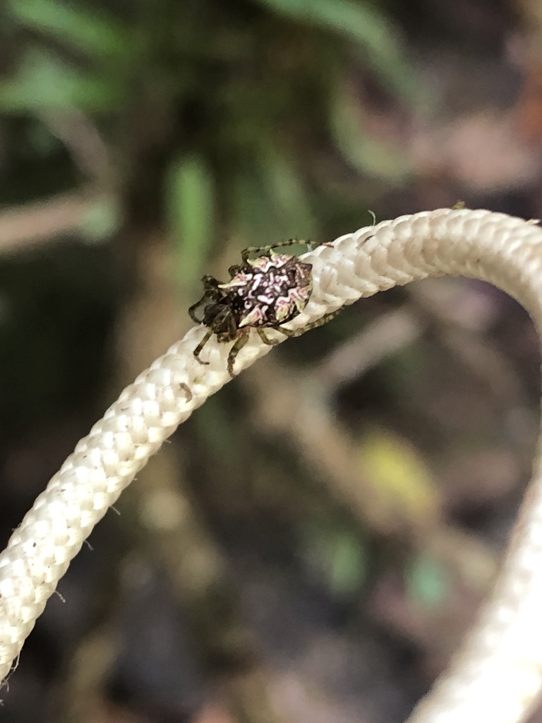 Wagneriana silvae