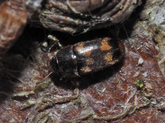 Litargus connexus