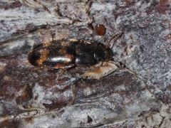 Litargus connexus