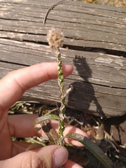 Pterocaulon