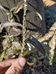 Pterocaulon
