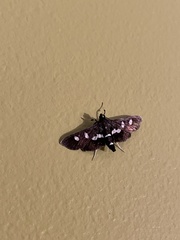 Desmia subdivisalis