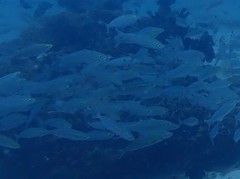 Pterocaesio chrysozona