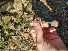 Pterocaulon