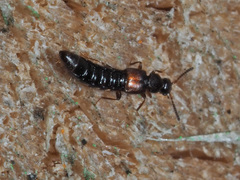 Phloeopora