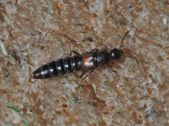 Phloeopora