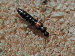 Phloeopora