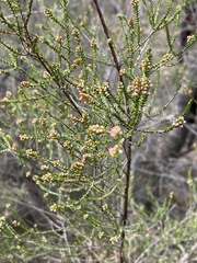 Micromyrtus ciliata
