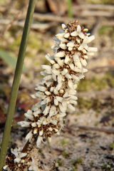 Lomandra juncea