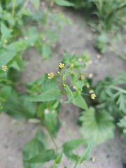 Galinsoga parviflora