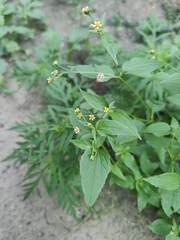 Galinsoga parviflora