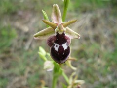 Ophrys reinholdii