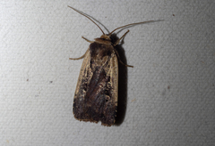 Ochropleura implecta