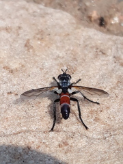 Cylindromyia intermedia