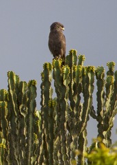 Circaetus cinerascens