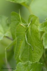 Chondracris bengalensis
