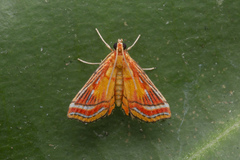 Ambia decoralis