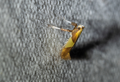 Caloptilia packardella