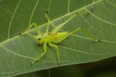 Hexacentrus unicolor