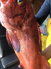 Sebastes ruberrimus