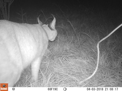 Caracal caracal caracal