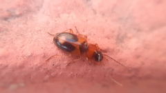 Badister neopulchellus