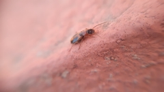 Badister neopulchellus