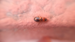 Badister neopulchellus