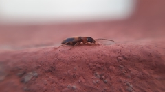 Badister neopulchellus