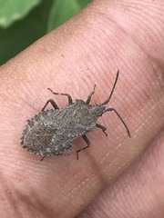 Villasitocoris inconspicuus