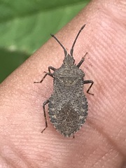 Villasitocoris inconspicuus