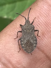 Villasitocoris inconspicuus