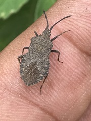 Villasitocoris inconspicuus