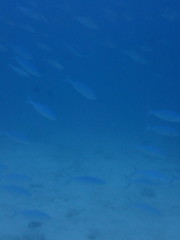 Caesio lunaris