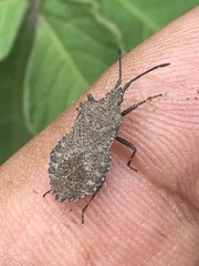 Villasitocoris inconspicuus