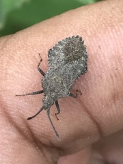 Villasitocoris inconspicuus