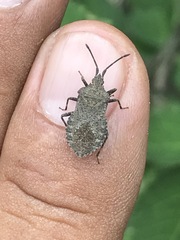 Villasitocoris inconspicuus