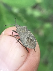 Villasitocoris inconspicuus
