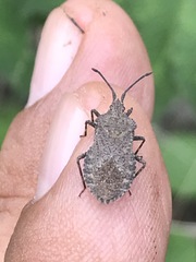Villasitocoris inconspicuus