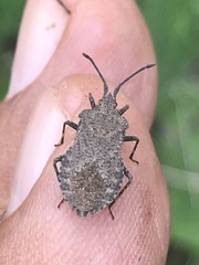 Villasitocoris inconspicuus