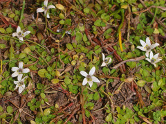 Lobelia carens