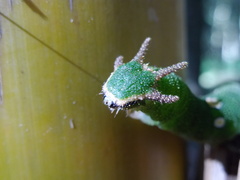Erebus walkeri