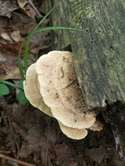 Mycorrhaphium adustum