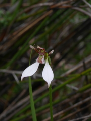 Eriochilus cucullatus