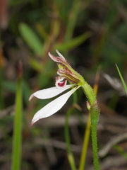 Eriochilus cucullatus